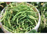 Protein ve lif bakımından zengin olan lübyede hasat başladı