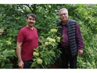Bin 200 rakımda kestane yetiştirdi, bölge çiftçisine umut oldu