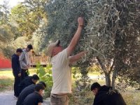 Nihal Erdem Anadolu Lisesi öğrencileri ihtiyaç sahibi arkadaşları için zeytin topladı