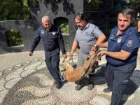 Kemer’de yaralı bulunan dağ keçisi tedavi altına alındı