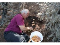 Yağmurlarla birlikte çam ormanları mantarlarla doldu