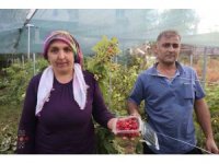 Saimbeyli’de ilk kez yetiştirdi, kilosunu 500 liradan satıyor