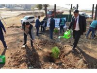 600 fıstık çamı fidanı toprakla buluştu