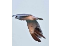 Kuş cennetinde kuşları vuruyorlar