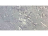 Manavgat Irmağı üzerindeki balık çiftliğinde 13 bin alabalık telef oldu