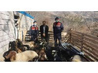 Jandarma kaybolan hayvanları drone ile bulup sahibine teslim etti