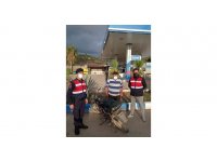 Çaldığı motosiklet ile yakaladı