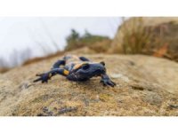 Kahramanmaraş’ta sarı benekli semender görüntülendi