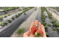 Antalya’da ekili alanlar ve çilek seraları sular altında kaldı