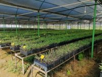 Mersin’de ’klonal okaliptüs’ fidanları toprakla buluşmaya hazır