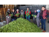 Silifke’den Irak’a bakla ihracatı başladı