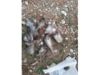 Ardıç kuşu avlarken yakalandılar