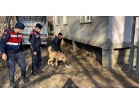 Köpek dövüştürenler jandarmaya yakalandı