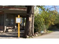 5 asırlık anıt ardıç ağacı tescillendi