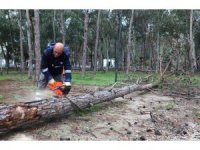 Beach Park’ta tehlike oluşturan ağaçlara önlem
