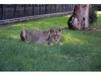 Doğa Parkı’nın yeni sakinleri: "Berdan" ve "Kleopatra"