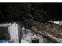 Sağanak yağış sebebiyle 15 metre boyunda ağaç iki müstakil evin çatısına devrildi