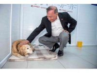 Seyhan’da 4 bin sokak hayvanı kısırlaştırıldı