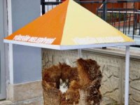 Hamile kediye belediye işçileri sahip çıktı