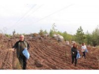 Enerji nakil hatları yakınlarına yangına dayanıklı tür ekiliyor