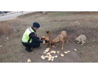 Ormana bırakılan sokak köpeklerine jandarma sahip çıktı