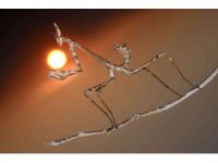 32 yıldır peygamberdevesinin ilginç karelerini fotoğraflıyor