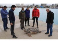 Halk plajı kıyısında ölü caretta caretta bulundu