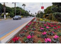 Mersin’in 4 bini yanı çiçeklerle renkleniyor