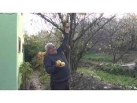 Mersin’de armut ağacı aralık ayında meyve verdi