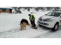 Kar yağışında etkilenen hayvanların yardımına jandarma koştu