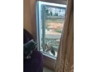 Atmaca balkon kapısı ile camı arasında sıkıştı