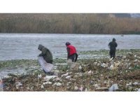 Sahile vuran odunlar kışlık yakacakları oldu