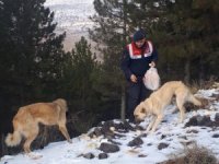 Sokak hayvanları için doğaya ekmek bırakıldı