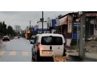 Köpeğe eziyet eden şahsa ceza