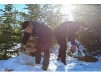 Toros dağlarında yaban hayvanlarına yem