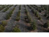 Yılbaşı öncesi çam ağaçlarına özel koruma