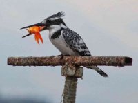 Kahramanmaraş’ta ilk kez yalıçapkını görüntülendi