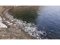 Aslantaş Barajı’nda korkutan tablo... Binlerce ölü balık kıyıya vurdu