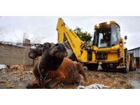 Çöktüğü yerden 3 gündür kalkamayan inek kepçeyle kurtarıldı