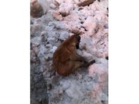 Kahramanmaraş’ta köpekler donarak öldü