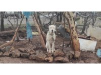 Kahramanmaraş’ta pitbull köpeğin sahibine para cezası