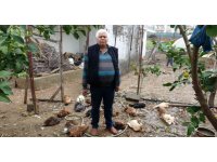 Aç kalan sokak köpekleri kümese saldırdı, 80’e yakın tavuk telef oldu