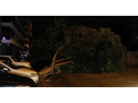 Adana’da sağanak yağış ve rüzgar 7 metrelik ağacı devirdi