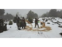 Yaban hayat için 600 kilogram yem bırakıldı