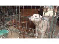Hatay’da yasaklı ırk köpekler için ücretsiz kısırlaştırma yapılıyor