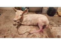 Çiftlikten kaçıp sokağa inen geyikler vatandaşları şaşırttı