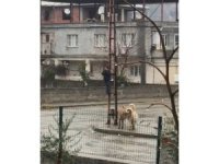 Sokak köpeklerinin saldırdığı çocuk, elektrik direğine tırmanarak kurtuldu