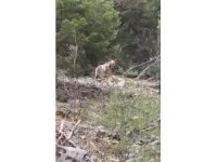 Ormanlık alanda karşılarına çıkan ayıyla neye uğradıklarını şaşırdılar