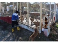 Kahramanmaraş’ta 80’in üzerinde yasaklı ırk köpek toplandı