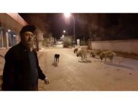Esnafın hayvan sevgisi